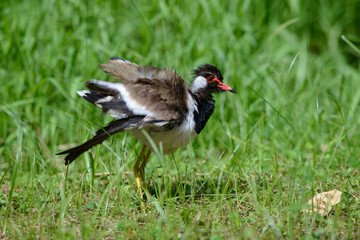 Red-wattled lapwing is an Asian lapwing or large plover, a wader in the family Charadriidae. They are ground birds that are incapable of perching.