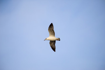 flying seagull at bangpu recreation center samut prakan thailand
