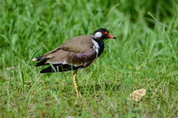 Red-wattled lapwing is an Asian lapwing or large plover, a wader in the family Charadriidae. They are ground birds that are incapable of perching.