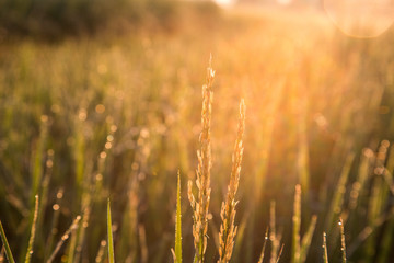 A small rice bowl in the morning sunlight.