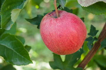 closeup of red apple in apple tree in green house