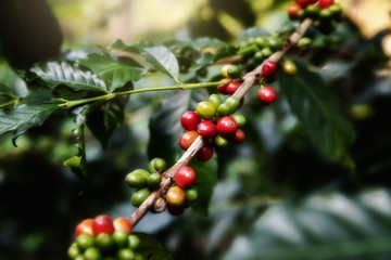 Coffee bean,Arabicas Coffee Tree