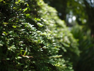Green Leave Bokeh Background