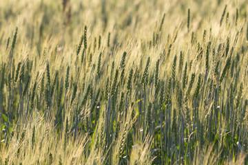 Obraz premium Beautiful landscape of Barley field at sunset time