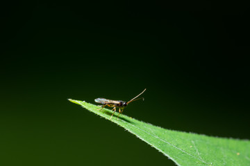 Insects on leaves