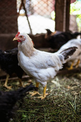 Chickens on the farm. Toned, style, color photo.