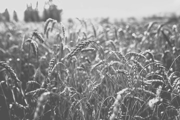 Wheat on the field. Monochrome photo.