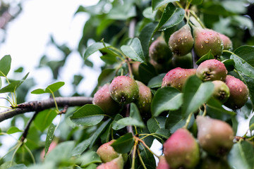 A green pear on a tree after a rain in droplets of dew.