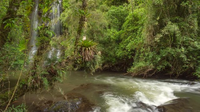 Pristine waterfalls in cloudforest running into the Rio Pita in a steep gorge near Cotopaxi Volcano in the Ecuadorian Andes. A bromeliad (Tillandsia complanata) in foreground. Time-lapse.