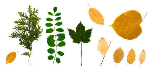 Fototapeta premium Set of Dry Leaves Isolated on White Background