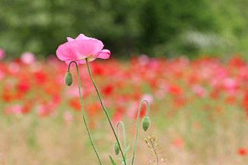 Pink Poppy flower