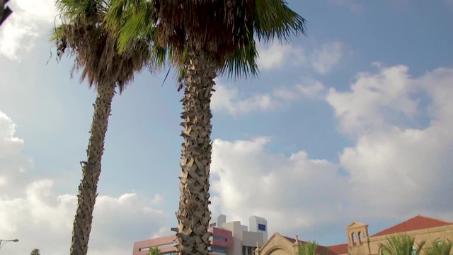 Caribbean Shot of Palm trees panning to an old beautiful hospital building while green leafs in the foreground.