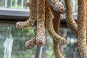 Night Blooming Cactus