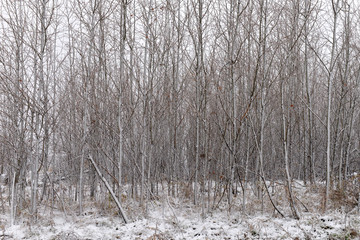 Background from the forest with snow. Winter landscape. Tree trunks in cloudy weather