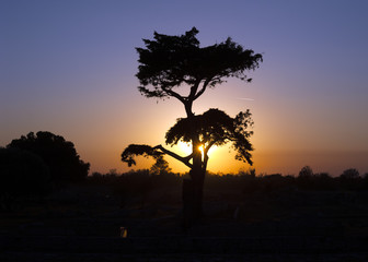 Fototapeta na wymiar silhouette of tree at sunset.