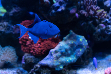 Redtooth triggerfish or niger trigger