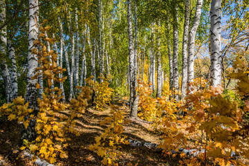 Mixed forest in autumn