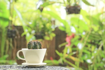 decorative cactus in a porcelain coffee cup. an exotic plant in tropical climate. decorative succulent desert plant in home garden. 