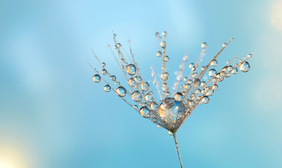 Dandelion seed with water drops extreme closed up