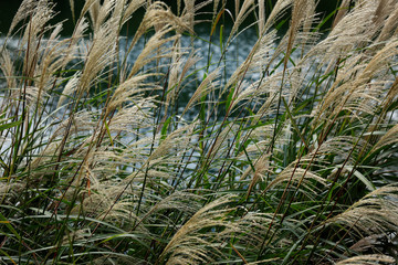 Autumn. Miscanthus against backdrop of river.