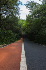 Forest road
