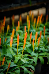 close up red Bromeliad ( Bromeliaceae) plant tropical flower