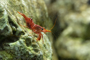 Dancing shrimp, Hinge-beak shrimp, Camel shrimp