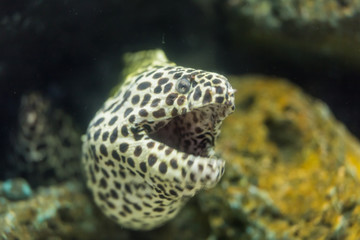 morey ell in the sea