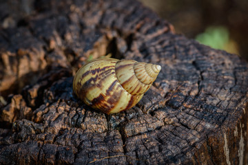 Big snail in shell crawling on Timber