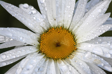 White flower with drops of water