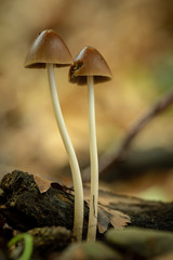 Psathyrella conopilus