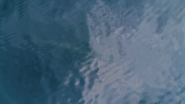 Bryde's whale swimming at Gulf of Thailand. Taking with Drone in High angle view.