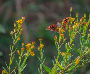 Papillon en Corse