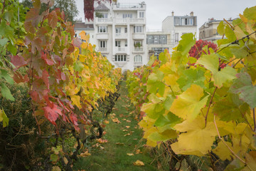 Paris, France - 10 07 2018: Montmartre. The vineyards of Montmartre