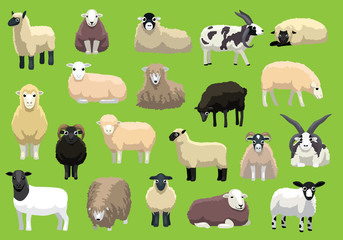 Naklejka premium Różne rasy owiec pozuje kreskówek wektorów