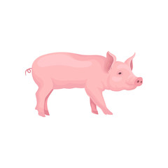 Vector portrait of standing pig, side view. Domestic animal with pink skin, swirling tail, flat snout and hooves