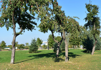 Landscape in the park in the fall.