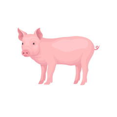 Young piglet standing isolated on white background. Domestic animal. Pink farm pig with swirling tail, flat snout and hooves