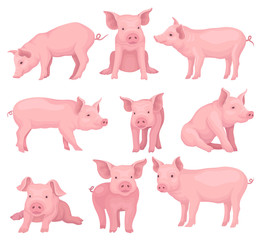 Vector set of pigs in different poses. Cute farm animal with pink skin, flat snout, hooves and big ears. Domestic livestock © Happypictures