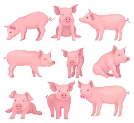 Voile Gardinen Bauernhof Vektorset von Schweinen in verschiedenen Posen. Süßes Nutztier mit rosa Haut, flacher Schnauze, Hufen und großen Ohren. Hausvieh