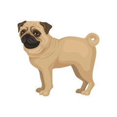 Beige pug puppy standing isolated on white background. Dog with funny wrinkled muzzle and curled tail. Flat vector icon