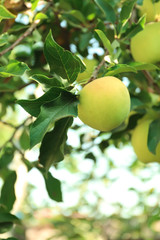 Ripe juicy apples on tree branch in garden