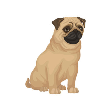 Pug with funny muzzle sitting isolated on white background. Dog with beige coat, brown ears and shiny eyes. Flat vector icon