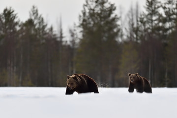 Two bears walking on snow