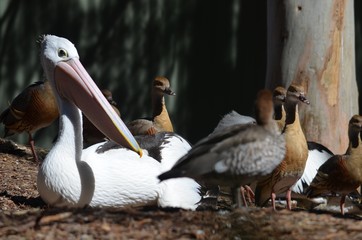 pelicans in zoo
