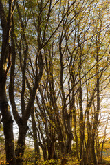 Obraz premium Beech trees in Canfaito forest (Marche, Italy) at sunset with warm colors and sun filtering through