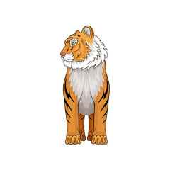 Adult tiger standing isolated on white background. Wild animal with orange coat and black stripes. Fauna theme. Vector design
