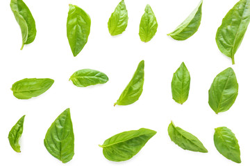 Fresh green basil leaves on white background