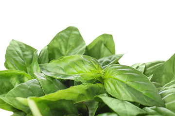 Fresh green basil on white background, closeup