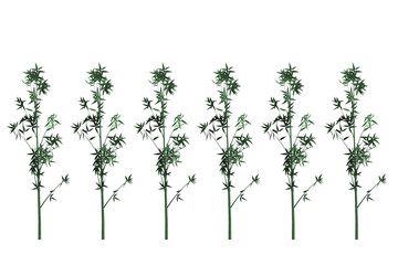 Obraz premium Bamboo on white floor